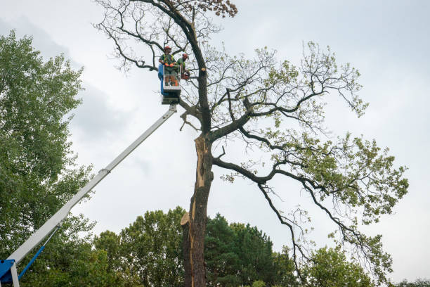 How Our Tree Care Process Works  in  Meyers, CA