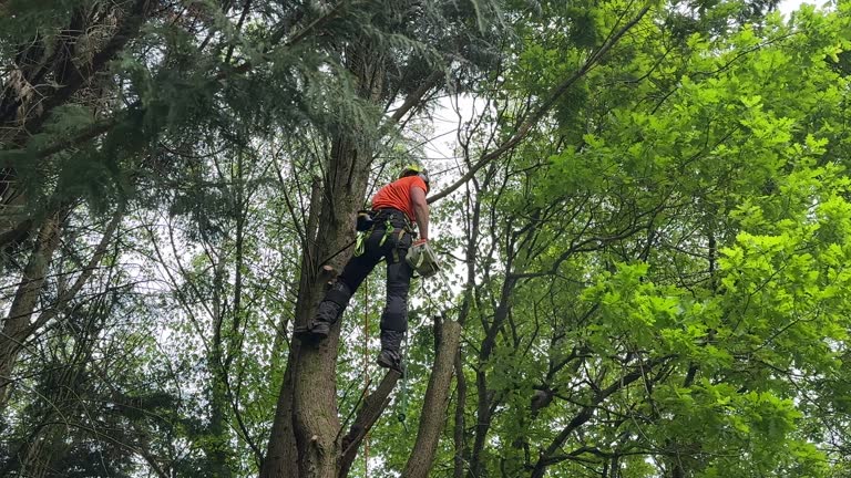 Best Tree Preservation Services  in Meyers, CA